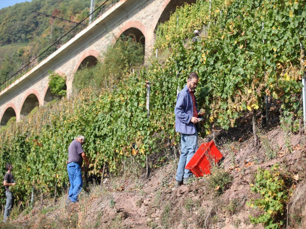 Wein & Wohngut Paulushof Otel Pünderich Dış mekan fotoğraf